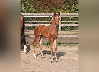 Oldenburg, Stallion, , Brown