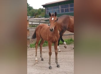 Oldenburg, Stallion, Foal (05/2025), Brown