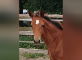 Oldenburg, Stallion, Foal (05/2025), Brown