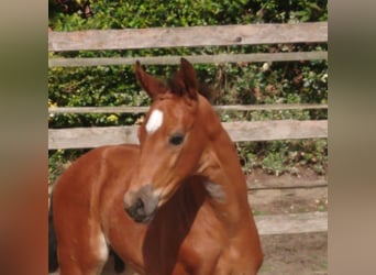 Oldenburg, Stallion, , Brown