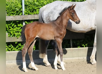 Oldenburg, Stallion, Foal (05/2023), Brown