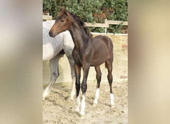 Oldenburg, Stallion, Foal (05/2023), Brown