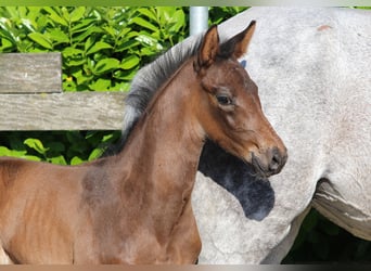 Oldenburg, Stallion, Foal (05/2023), Brown