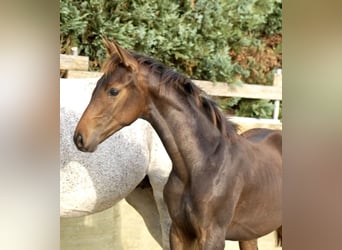 Oldenburg, Stallion, Foal (05/2023), Brown