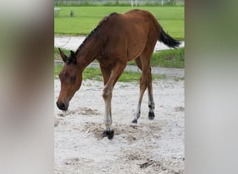 Oldenburg, Stallion, Foal (02/2026), Brown