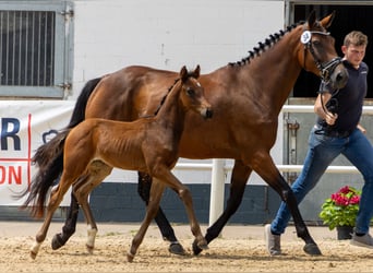 Oldenburg, Stallion, Foal (04/2024), Brown