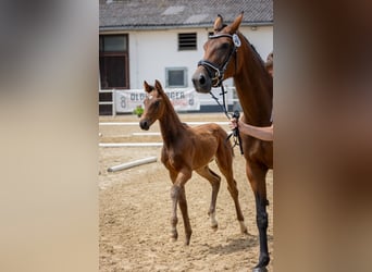 Oldenburg, Stallion, Foal (04/2024), Brown