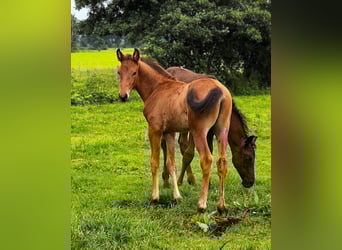 Oldenburg, Stallion, Foal (05/2025), Brown