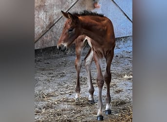 Oldenburg, Stallion, Foal (05/2025), Brown