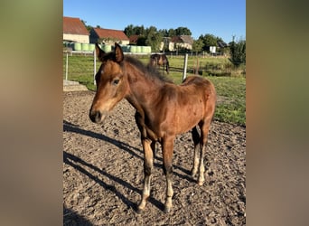 Oldenburg, Stallion, Foal (05/2025), Brown