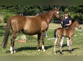 Oldenburg, Stallion, , Brown