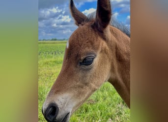 Oldenburg, Stallion, , Brown