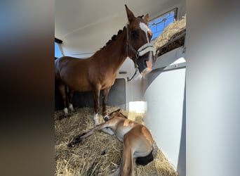 Oldenburg, Stallion, , Brown