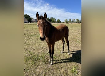 Oldenburg, Stallion, Foal (05/2025), Brown