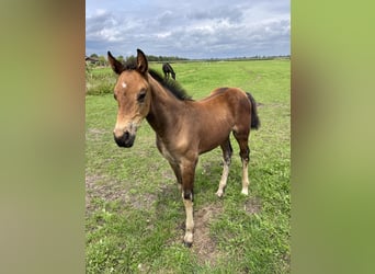 Oldenburg, Stallion, Foal (05/2025), Brown
