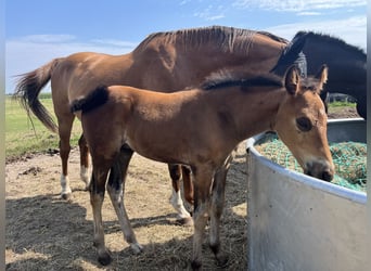 Oldenburg, Stallion, , Brown