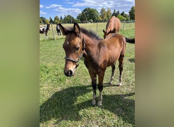 Oldenburg, Stallion, Foal (05/2025), Brown