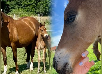 Oldenburg, Stallion, , Brown