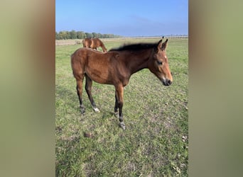 Oldenburg, Stallion, Foal (05/2025), Brown
