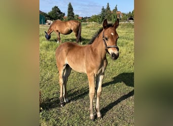 Oldenburg, Stallion, , Brown