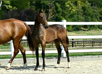 Oldenburg, Stallion, Foal (02/2024), Brown