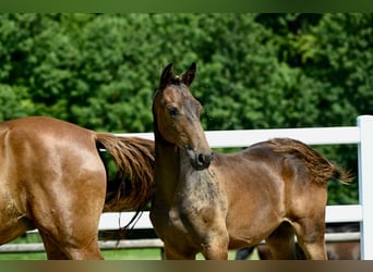 Oldenburg, Stallion, Foal (02/2024), Brown