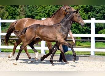 Oldenburg, Stallion, Foal (02/2024), Brown