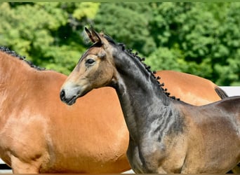 Oldenburg, Stallion, Foal (02/2024), Brown