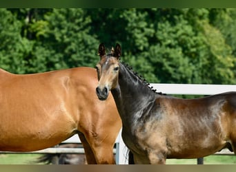 Oldenburg, Stallion, Foal (02/2024), Brown