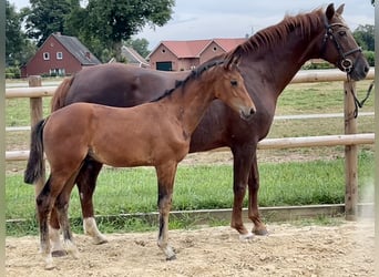 Oldenburg, Stallion, Foal (03/2025), Brown