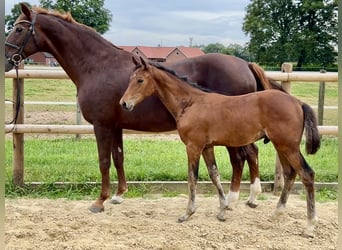 Oldenburg, Stallion, Foal (03/2025), Brown