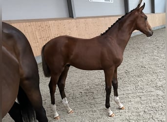 Oldenburg, Stallion, Foal (04/2023), Brown