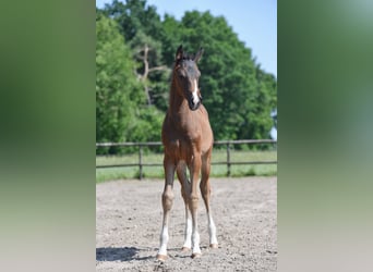 Oldenburg, Stallion, , Brown