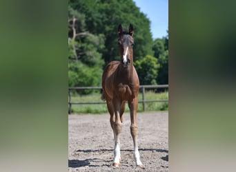Oldenburg, Stallion, , Brown