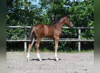 Oldenburg, Stallion, , Brown