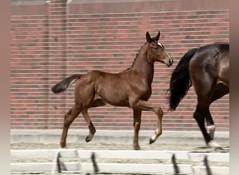 Oldenburg, Stallion, Foal (04/2025), Brown