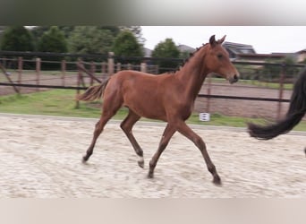 Oldenburg, Stallion, Foal (03/2023), Brown