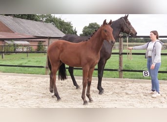 Oldenburg, Stallion, Foal (03/2023), Brown