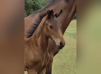Oldenburg, Stallion, Foal (04/2026), Brown