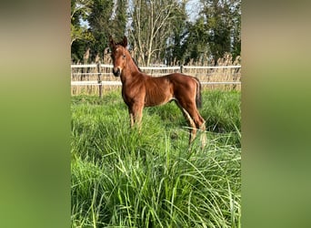 Oldenburg, Stallion, Foal (04/2024), Brown