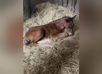 Oldenburg, Stallion, Foal (04/2024), Brown