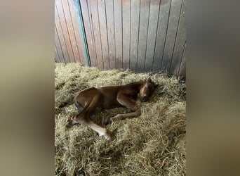 Oldenburg, Stallion, Foal (04/2024), Brown