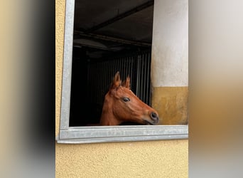 Oldenburg, Stallion, Foal (04/2024), Brown