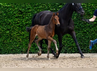 Oldenburg, Stallion, Foal (05/2026), Brown