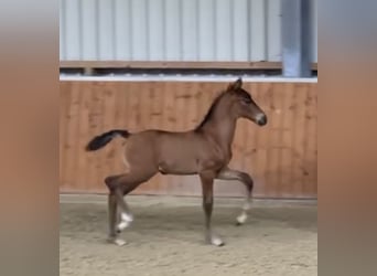 Oldenburg, Stallion, Foal (06/2025), Brown