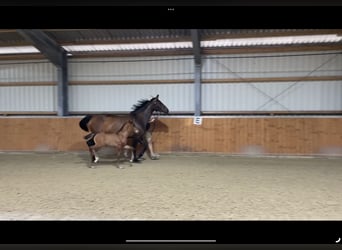 Oldenburg, Stallion, Foal (06/2025), Brown