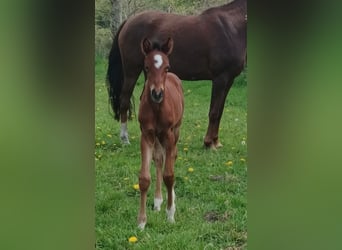 Oldenburg, Stallion, Foal (04/2024), Brown