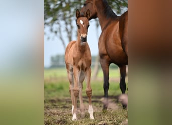 Oldenburg Mix, Stallion, Foal (05/2024), Brown