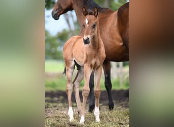 Oldenburg Mix, Stallion, Foal (05/2024), Brown