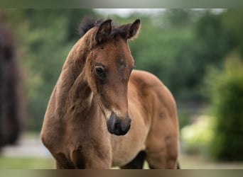 Oldenburg, Stallion, Foal (01/2026), Brown